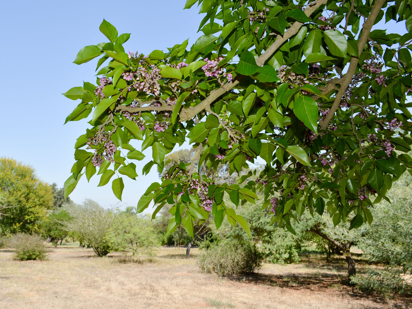 Изображение особи Pongamia pinnata.