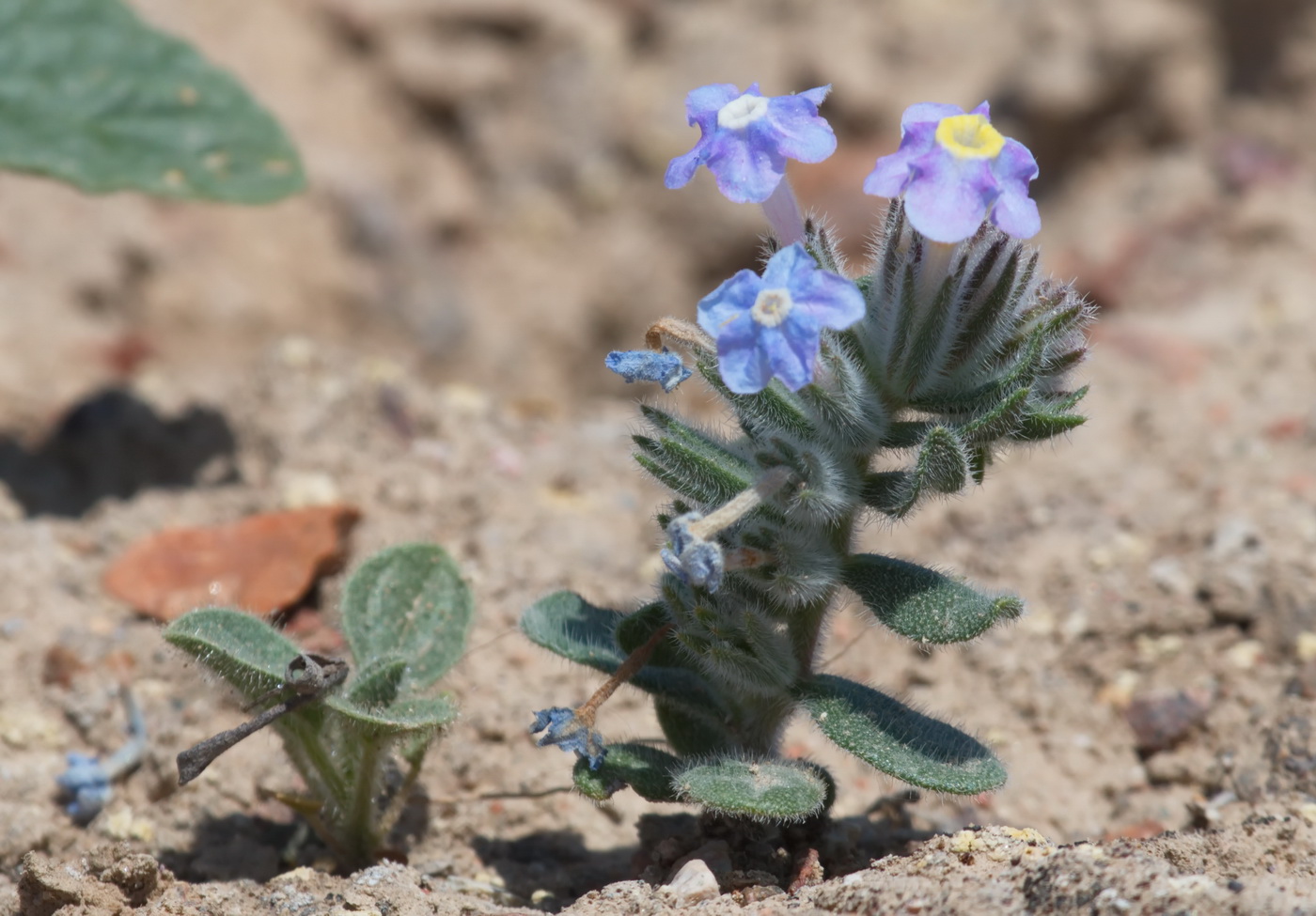 Изображение особи Arnebia obovata.