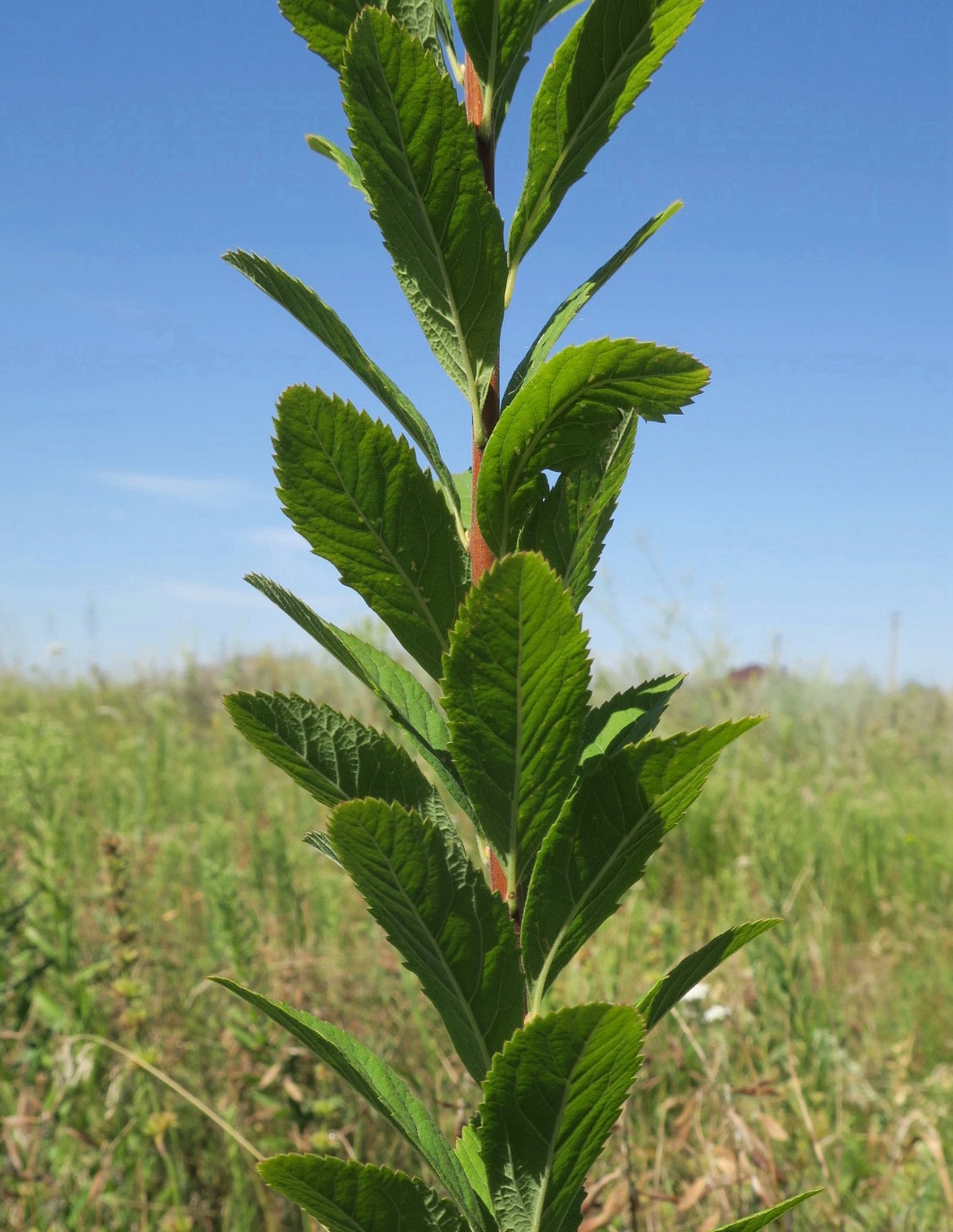 Изображение особи род Spiraea.