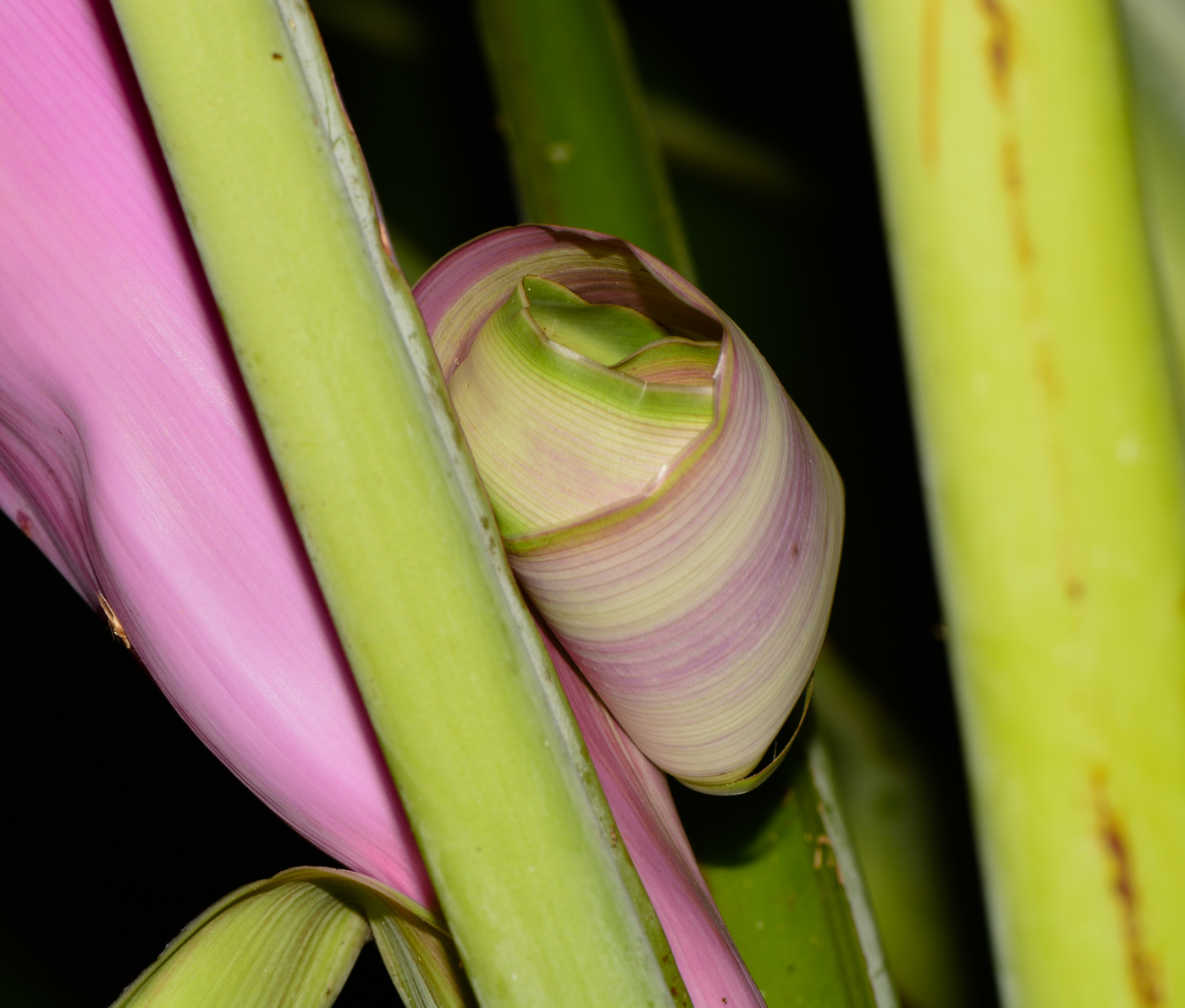 Image of genus Musa specimen.