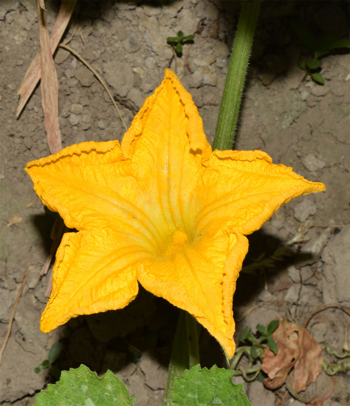 Image of Cucurbita pepo specimen.