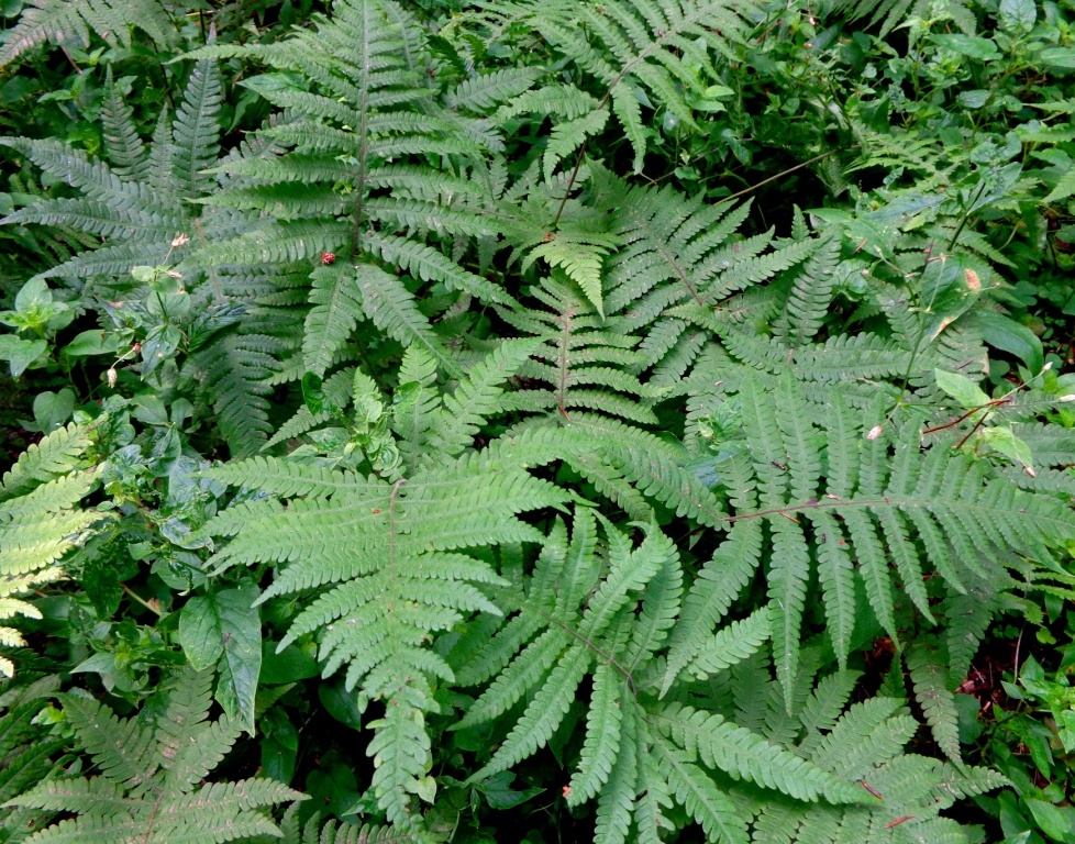 Image of Phegopteris connectilis specimen.