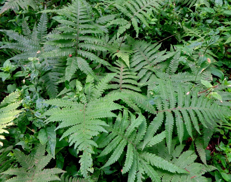 Image of Phegopteris connectilis specimen.