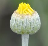 Image of taxon representative. Author is Роланд Цандекидис
