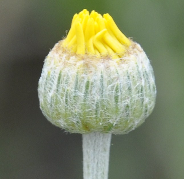 Image of Anthemis tinctoria specimen.