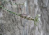 Silene linearifolia