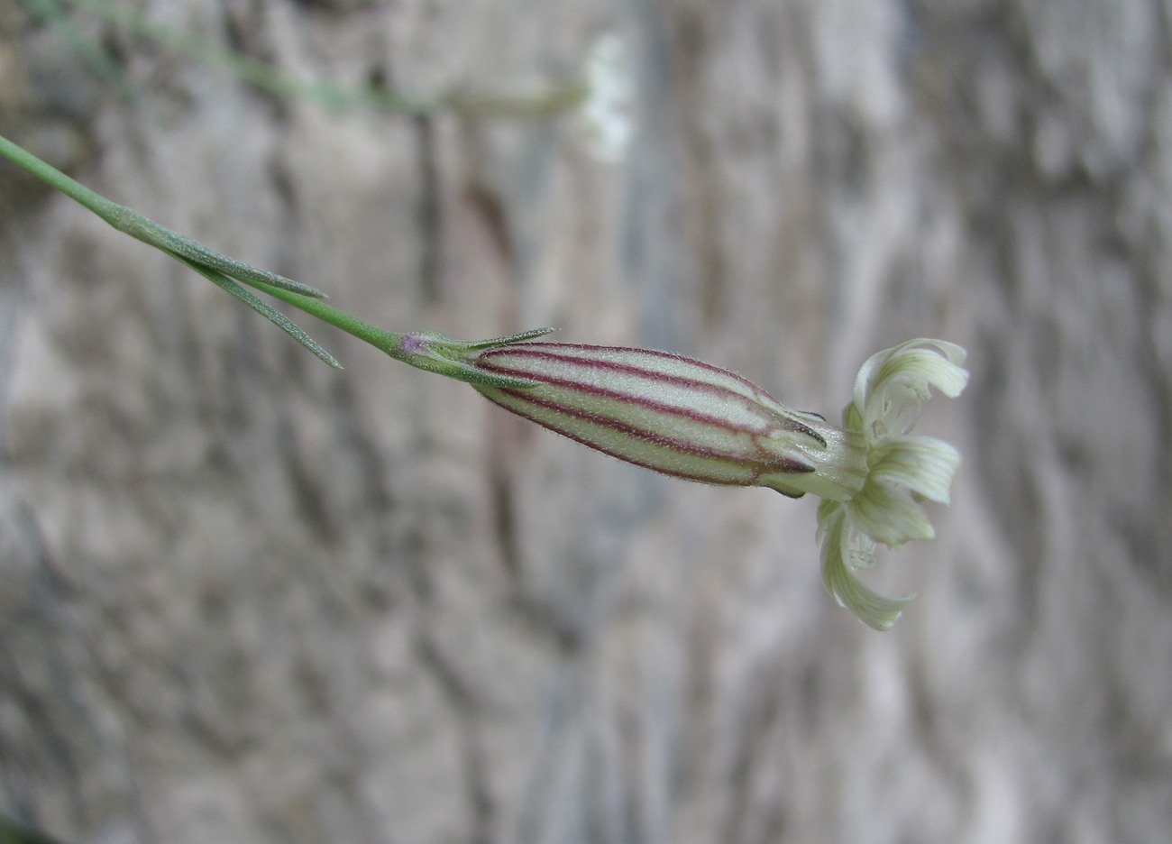 Изображение особи Silene linearifolia.