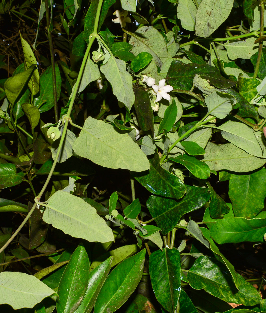 Изображение особи Araujia sericifera.