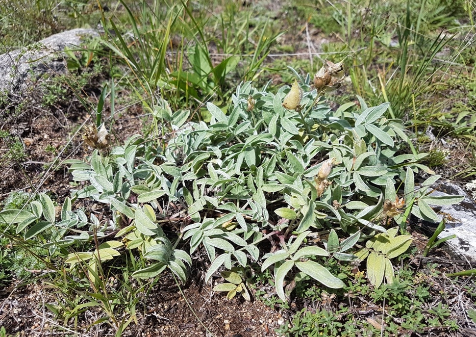 Image of Oxytropis nitens specimen.