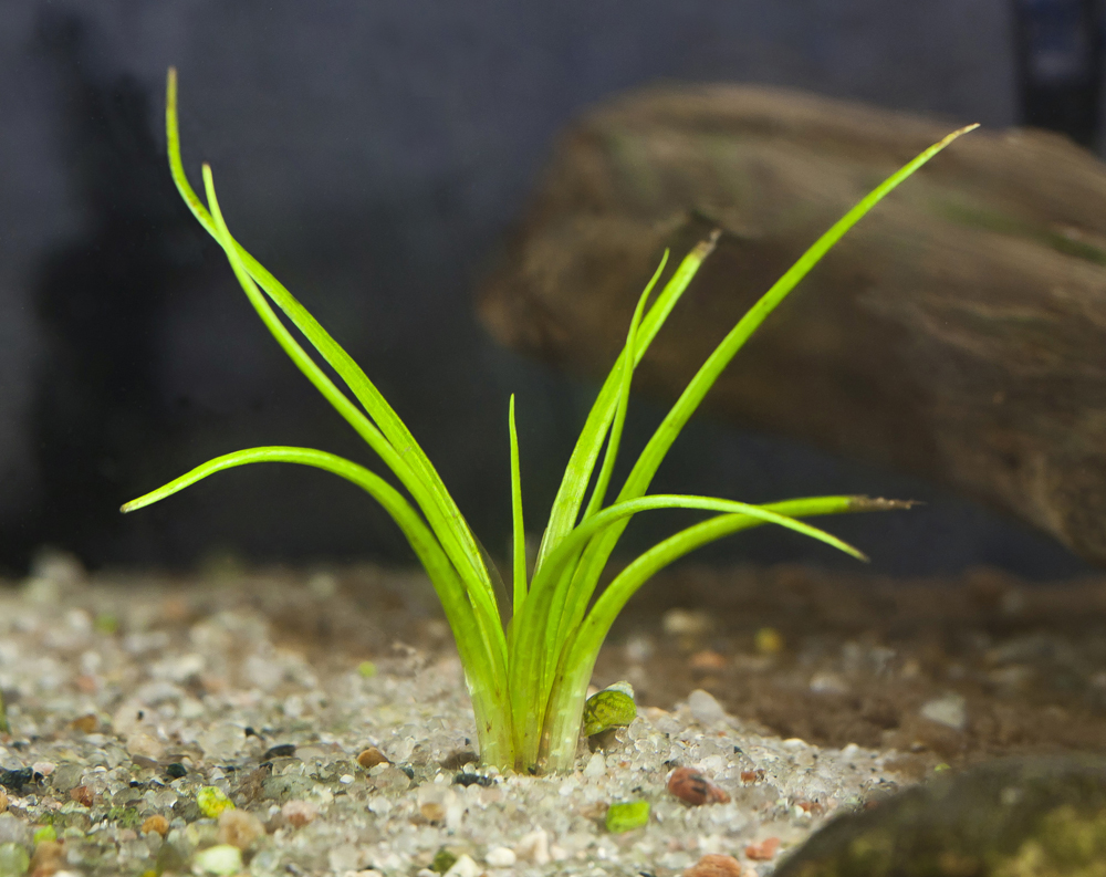 Image of Isoetes echinospora specimen.