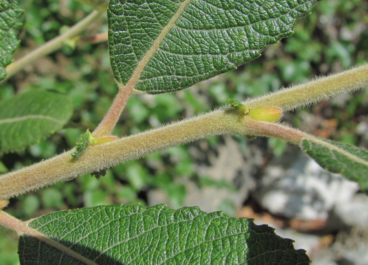 Image of Salix pseudomedemii specimen.
