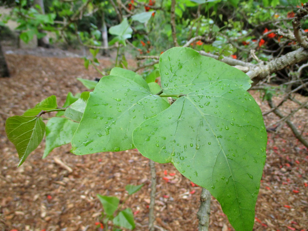 Изображение особи Erythrina lysistemon.