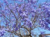 Jacaranda mimosifolia