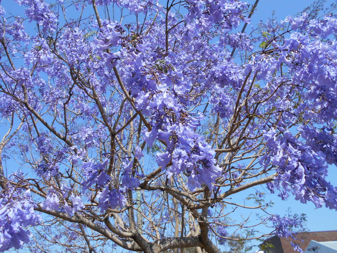 Image of Jacaranda mimosifolia specimen.