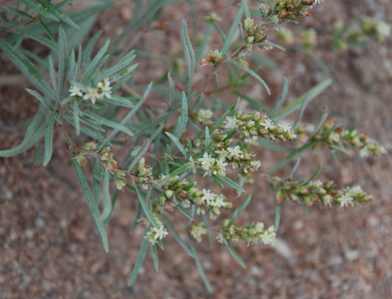 Image of Aconogonon ocreatum var. riparium specimen.