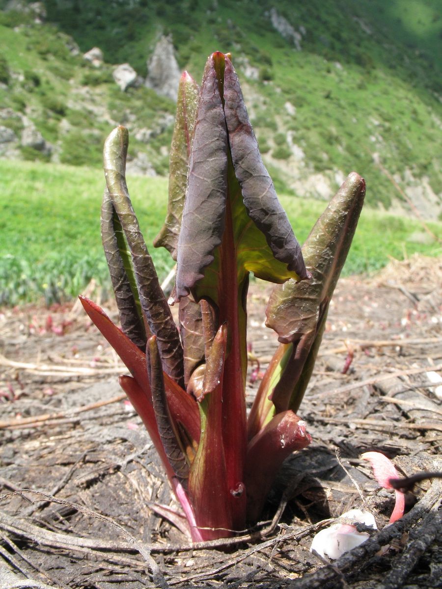 Изображение особи Ligularia talassica.