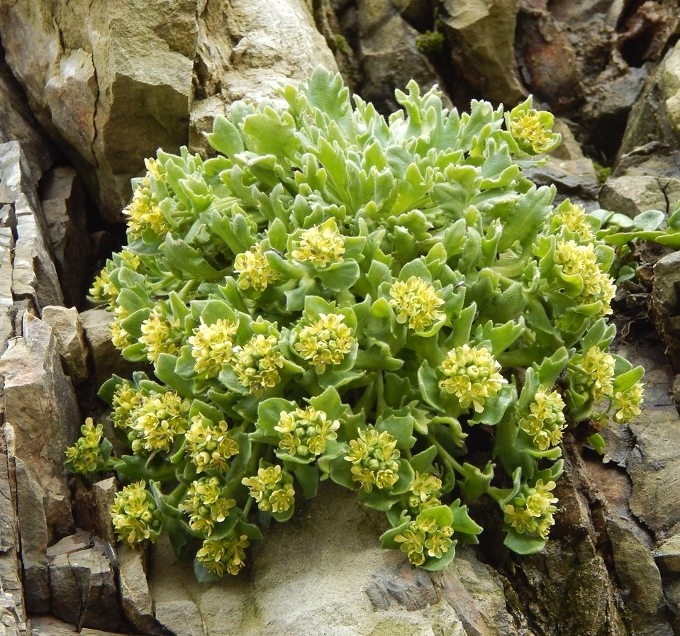 Изображение особи Draba hyperborea.