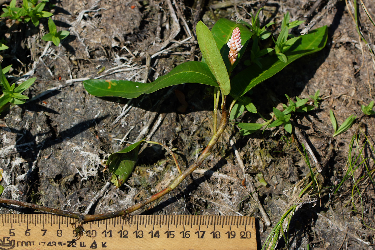 Image of Persicaria amphibia specimen.