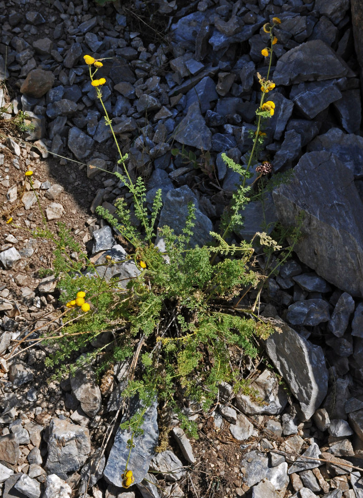 Изображение особи Tanacetopsis mucronata.