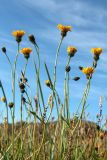 genus Hieracium. Верхушки цветущих растений. Мурманская обл., Кольский р-н, побережье Подпахтинской губы, приморский луг. 01.08.2017.