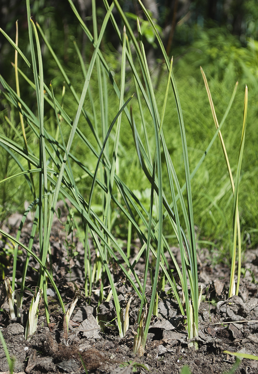 Image of Iridodictyum reticulatum specimen.