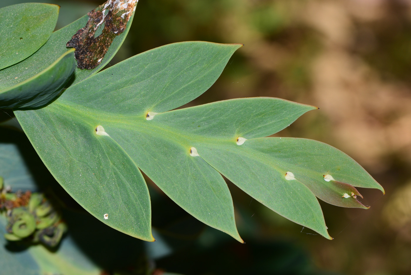 Изображение особи Acacia glaucoptera.