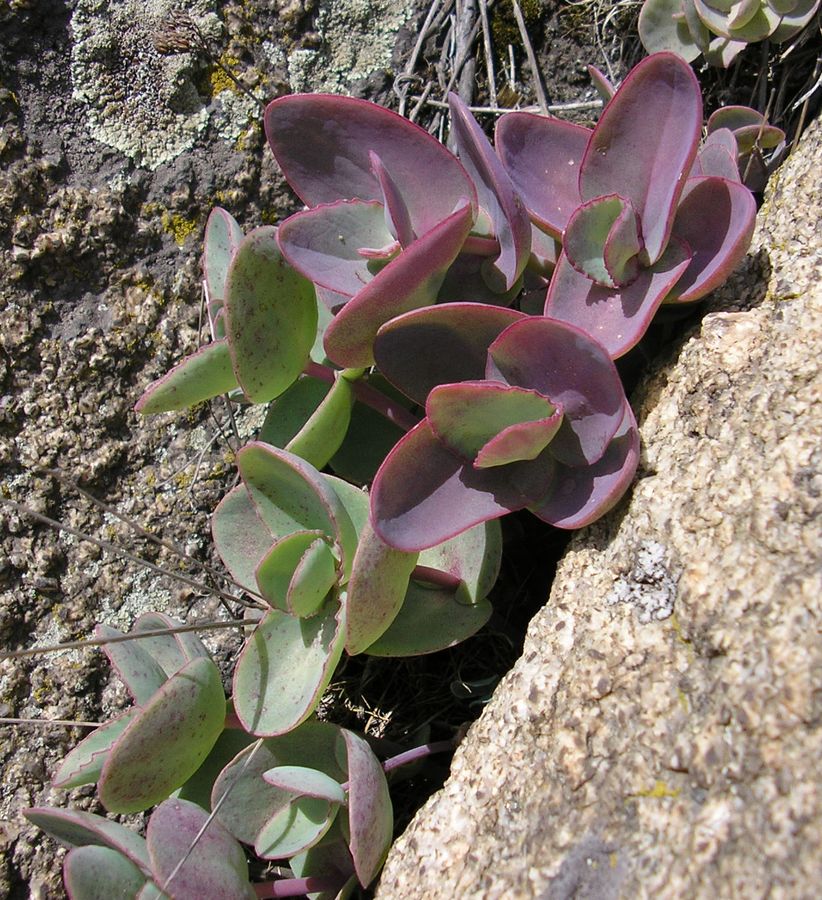 Image of Hylotelephium stepposum specimen.