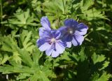 Geranium erianthum