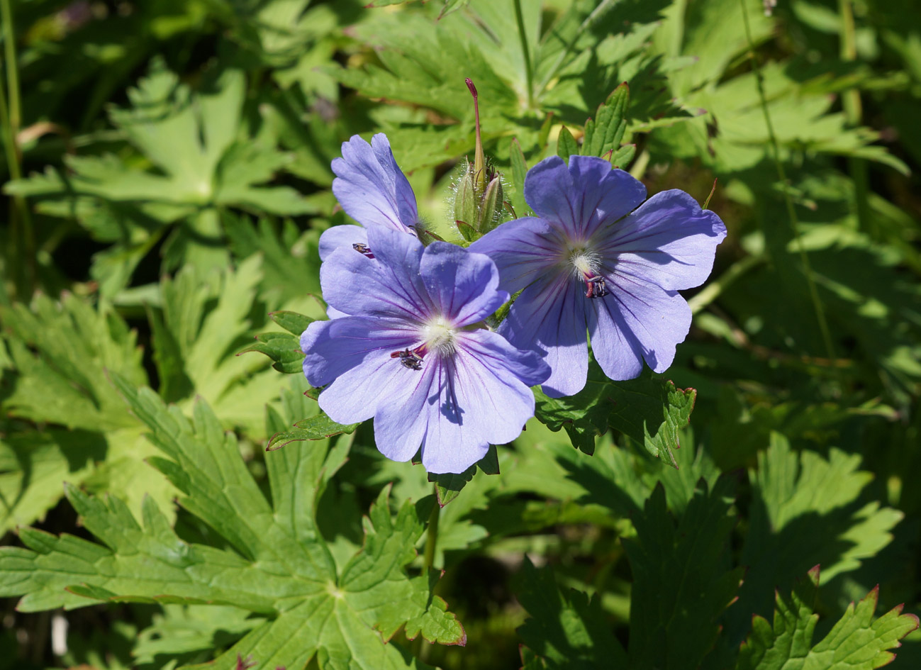 Изображение особи Geranium erianthum.