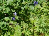 Aconitum maximum