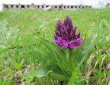 Dactylorhiza aristata. Цветущие растения. Сахалинская обл, о. Итуруп, окраина с. Горного, луг. 01.06.2017.