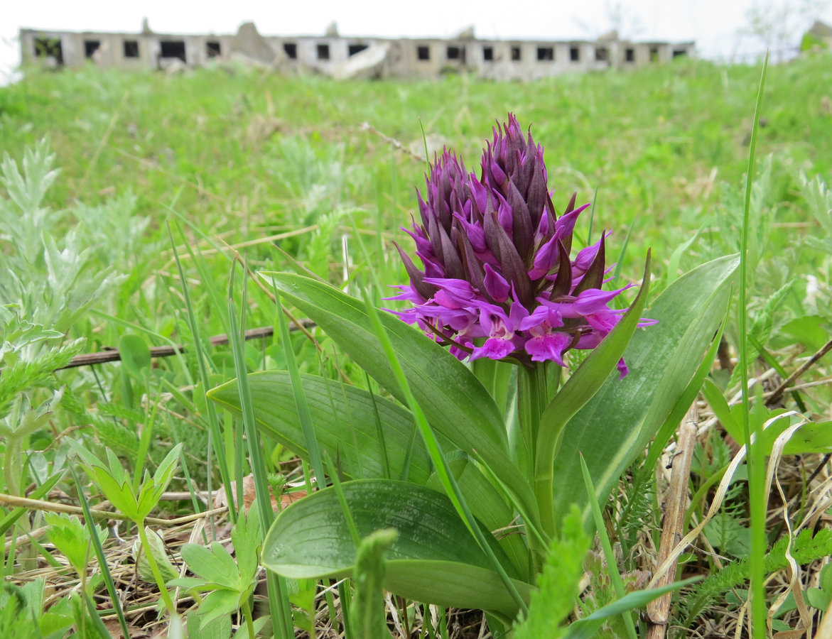 Image of Dactylorhiza aristata specimen.