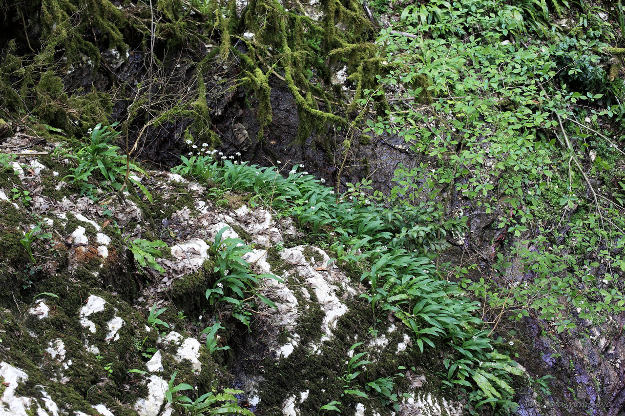 Image of Allium ursinum specimen.