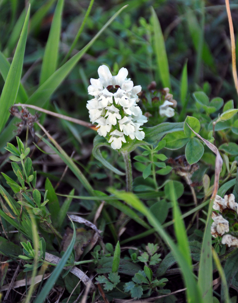 Image of Prunella laciniata specimen.