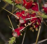 Cylindropuntia leptocaulis