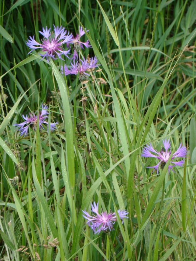 Изображение особи род Centaurea.