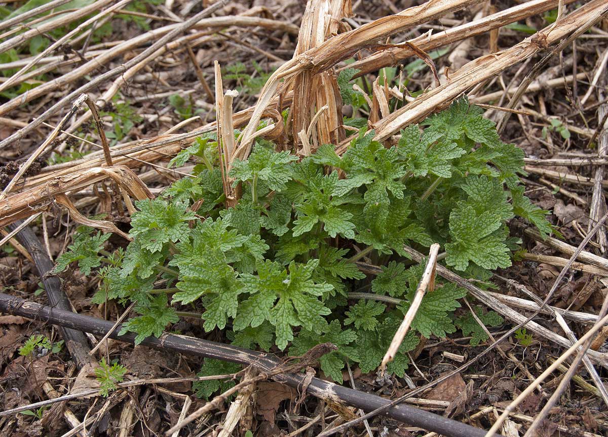 Изображение особи Leonurus quinquelobatus.