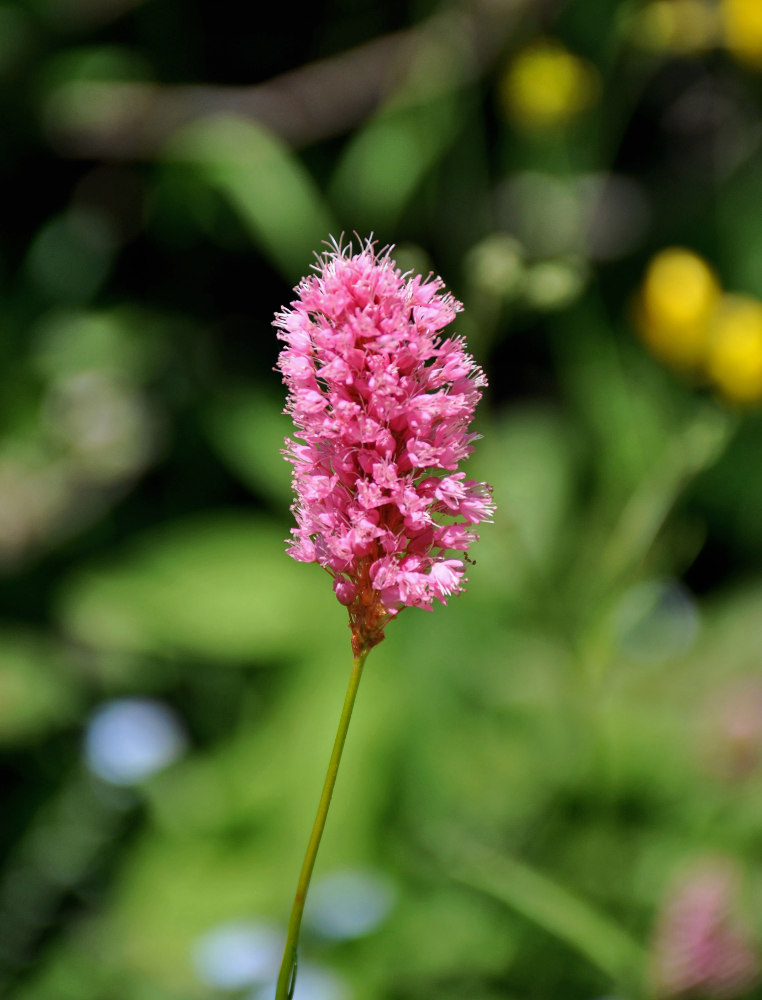 Изображение особи Bistorta carnea.