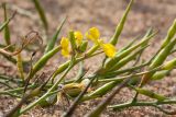 Raphanus raphanistrum