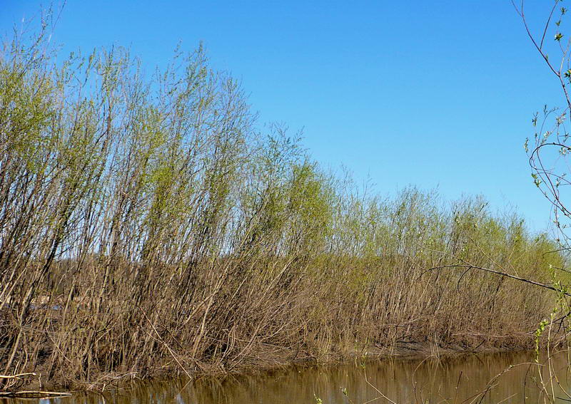 Изображение особи Salix alba.