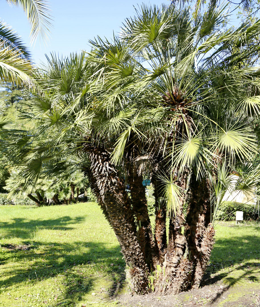 Image of Chamaerops humilis specimen.