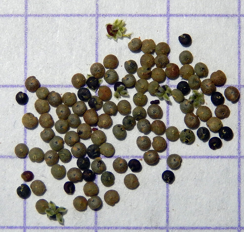 Image of Lipandra polysperma specimen.