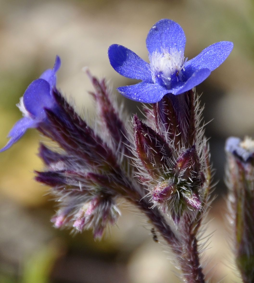Image of Anchusa azurea specimen.