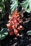Orobanche colorata