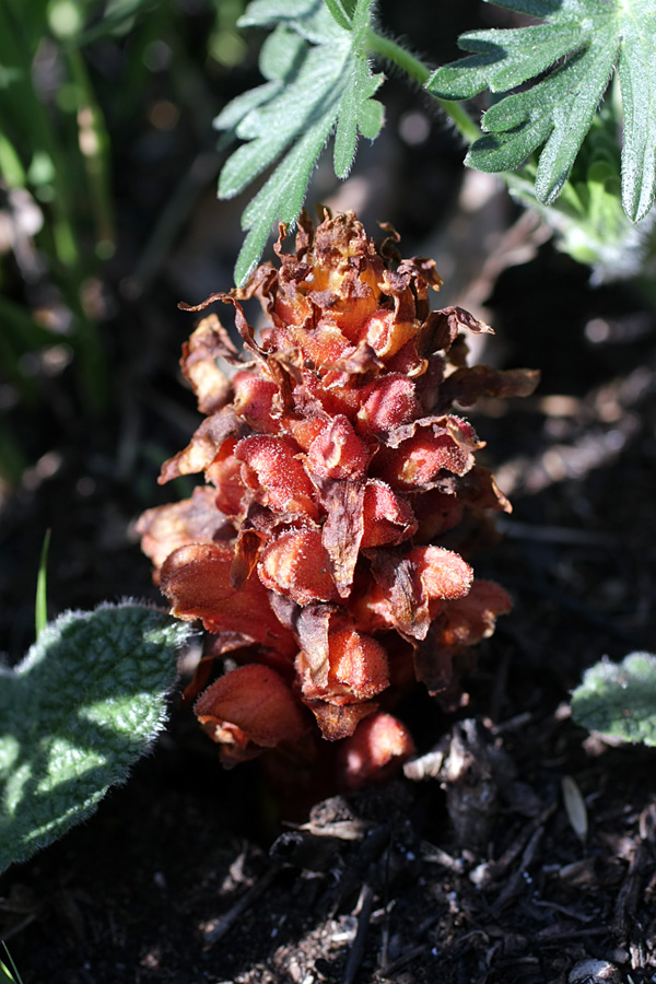 Image of Orobanche colorata specimen.