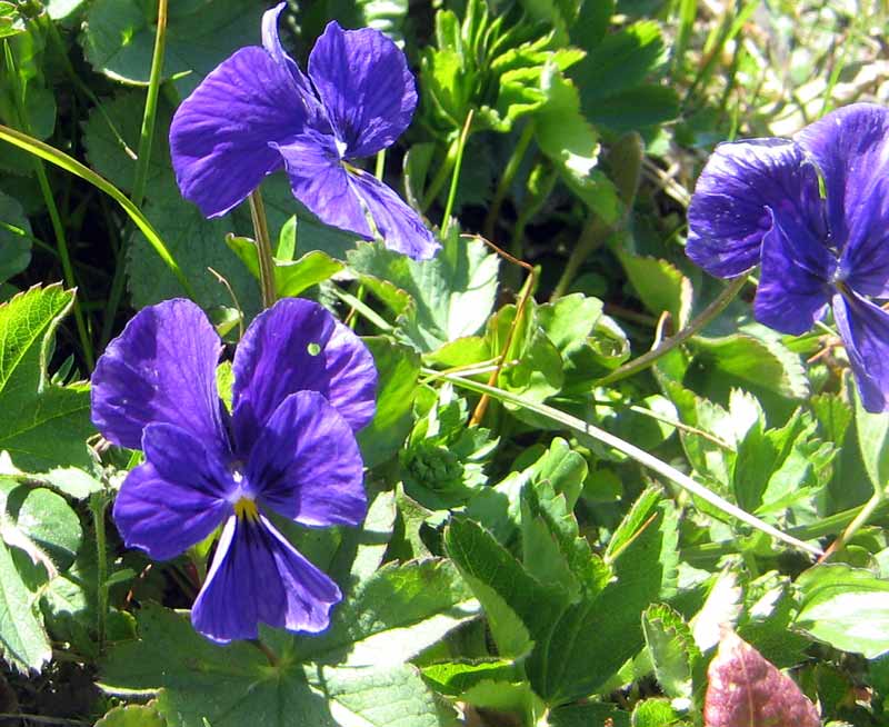 Image of Viola altaica specimen.