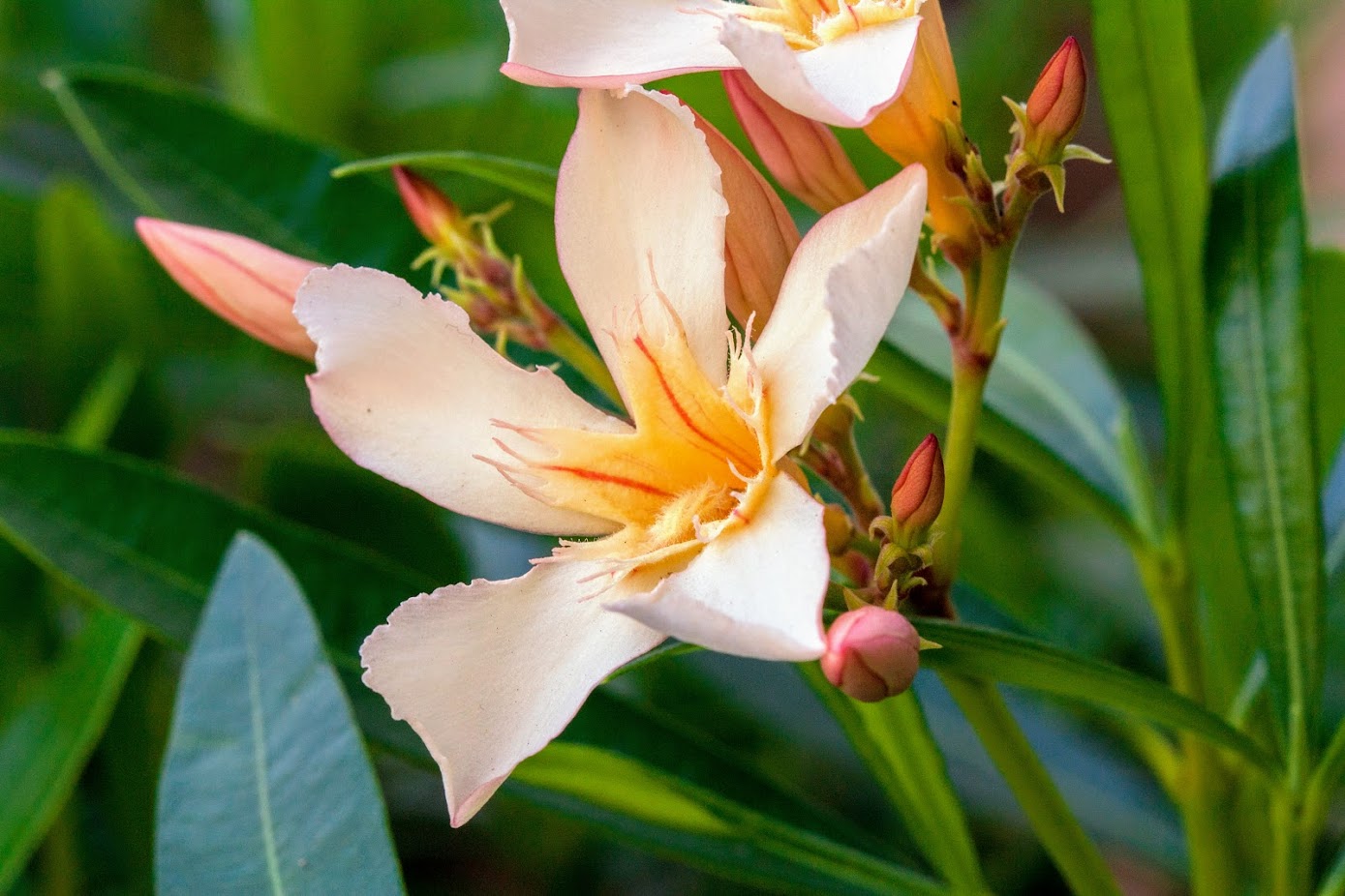 Изображение особи Nerium oleander.