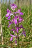 Anacamptis laxiflora subspecies elegans. Соцветие. Крым, Керченский п-ов, побережье Казантипского залива в окр. с. Песочное, заболоченные пески. 22 мая 2018 г.