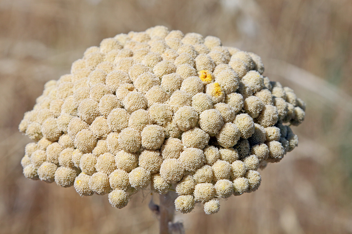 Изображение особи Handelia trichophylla.