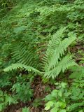 Dryopteris filix-mas. Взрослое растение. Ленинградская обл., Ломоносовский р-н, окр. дер. Вильповицы, глинт, кленово-ясеневый лес. 11.06.2018.